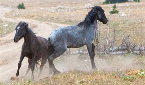 O Rebanho Dos Cavalos Selvagens Que Bebem No Furo Molhando No Cavalo