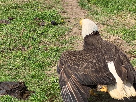 Ldwf Ties With Wings Of Hope Leads To Rehab Release Of Bald Eagle