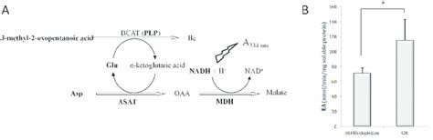 Enzyme Activity Of Branched Chain Amino Transferase In Total Protein