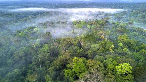 Facebook To Act On Illegal Sale Of Amazon Rainforest Bbc News