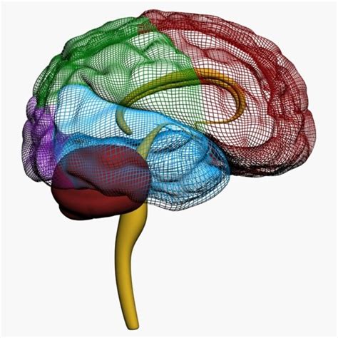 Cerebro Humano Modelo 3D 10 Fbx Obj Max Free3D