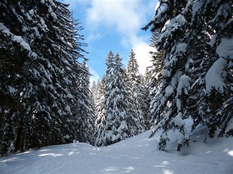 Fotos gratis paisaje árbol bosque montaña frío cielo cordillera