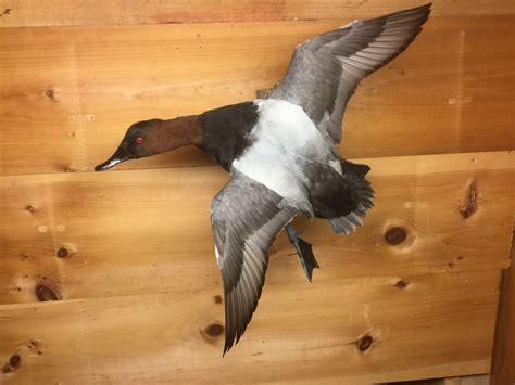 Mounted Drake Canvasback Duck Taxidermy Ebay Waterfowl Taxidermy