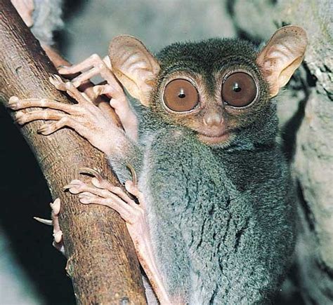 Tarsier (Latin Tarsius) is a genus of primate, which is divided by at least three species ...