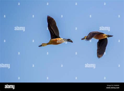 Ducks flying in formation hi-res stock photography and images - Alamy