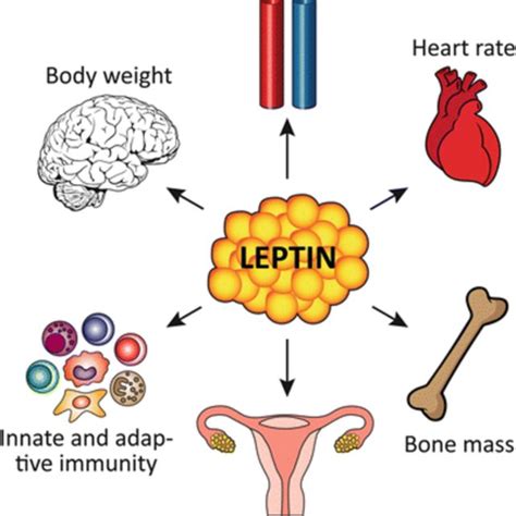 Biological Functions Of Leptin See Text For Details Download