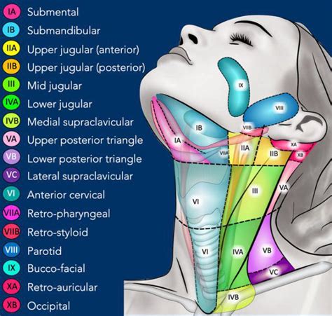 Cervical Lymph Nodes Medizzy The Best Porn Website