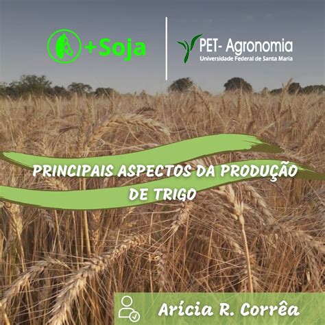 Principais Aspectos Da Produ O De Trigo Pet Agronomia