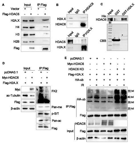 HDAC6 Interacts With H2A H2A X In Response To DSBs Inhibiting H2A