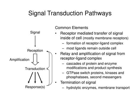 Ppt Biosignaling Powerpoint Presentation Id405720