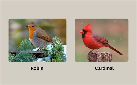 Robin Vs Cardinal Everything You Need To Know Birdserenity