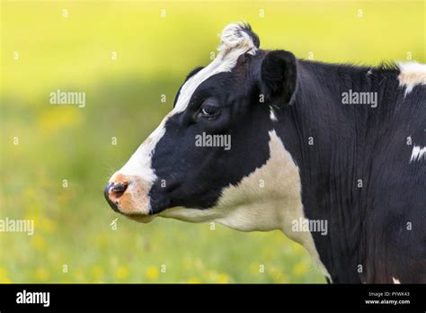 Profile Of Frisian Cow On Bright Green Background With Yellow Flowers