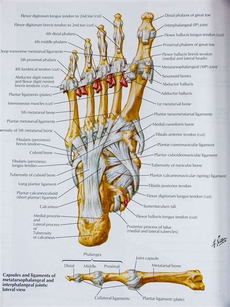 Netter's Atlas Of Human Anatomy