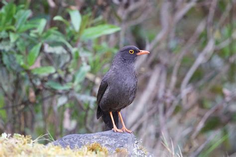 Arcticory...: Groovin' in the Peruvian Andes