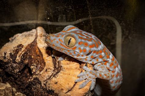 Tokay Gecko Breeding Uncovered Your All Inclusive Handbook For