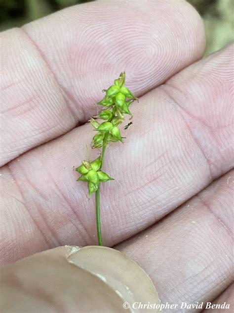 Carex Retroflexa Illinois Botanizer