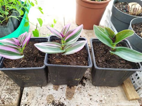 Como propagar tradescantia em água Página 2 de 2 Queridas Plantas