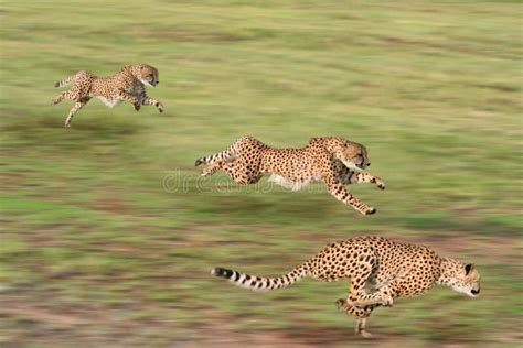 Running Cheetahs Stock Image Image Of Variety Cheetahs