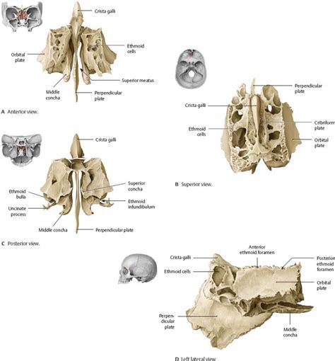 Bones Of The Head Atlas Of Anatomy