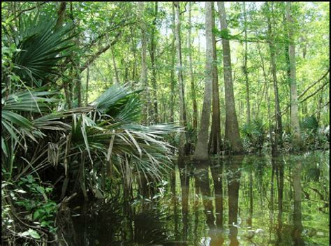 Typical Habitat Of The Eastern Ribbonsnake Thamnophis Sauritus On