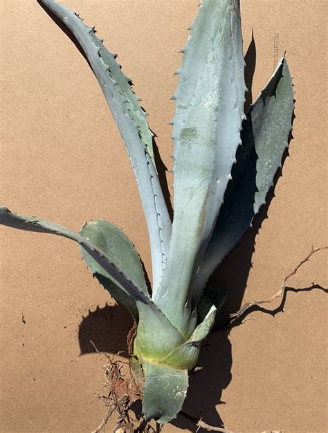 Agave azul Maguey 1 raíz de planta viva de 10 a 13 pulgadas Etsy México