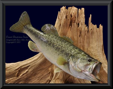 Largemouth Bass Fish Mounts And Replicas