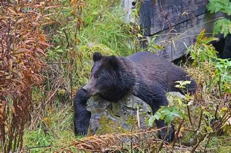 Baby Grizzly Bear Photograph by Adrienne Smith