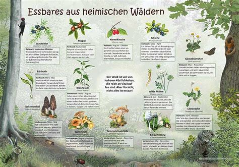 Essbares Aus Heimischen W Ldern Heimische Flora Und Fauna Aktionen