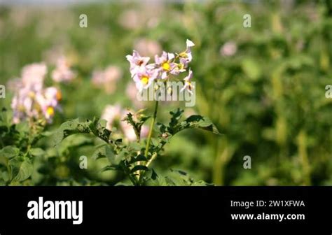 Close Up Flowering Potatoes White Pale Pink Flowers Bloom On Potato