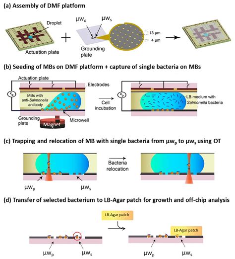 Micromachines Free Full Text Digital Microfluidics For Single