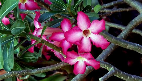 Adenium Desert Rose Dwarf Bottle Tree Elephant S Foot North Carolina Extension Gardener