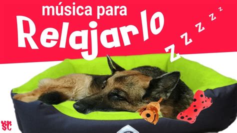 MUSICA para RELAJAR y DORMIR PERROS en 2 MINUTOS Relaja el estrés de