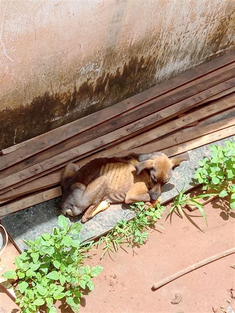 Cadela é resgatada após ser achada extremamente magra em Jaci São