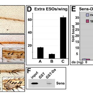 Da And Sens Synergize In Vitro And In Vivo And Bind To Each Other