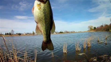 Pond Fishing New Ponds For Bass In Spring With A Chatterbait Youtube