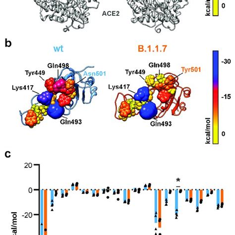 Electrostatic Affinity Between The Rbd And Ace2 A Structural