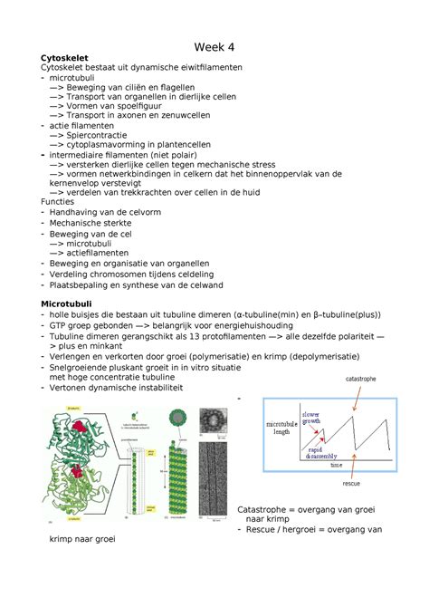 Celbiologie Week Samenvatting Cell Biology Week Cytoskelet