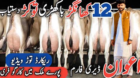 Awan Dairy Farm Top 12 Khanger Cows Best Cows Ever Jani Best