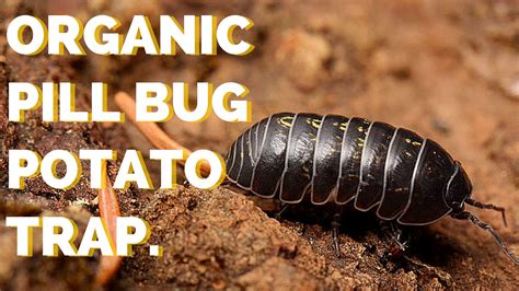 Organic Pill Bug Control Using A Potato Trap