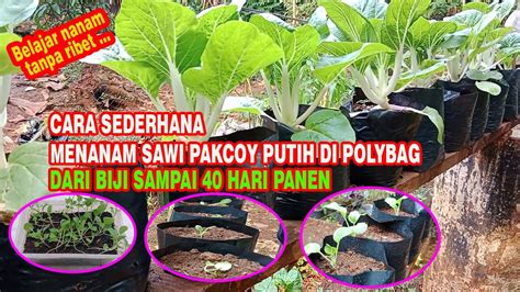 Cara Sederhana Menanam Sawi Pakcoy Putih Di Polybag How To Plant