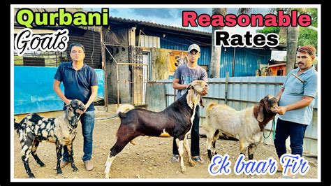 Qurbani Ka Ek Aur 3 Bakro Ka Sasta Lot For Sale At 3A Goat Farm Naigaon