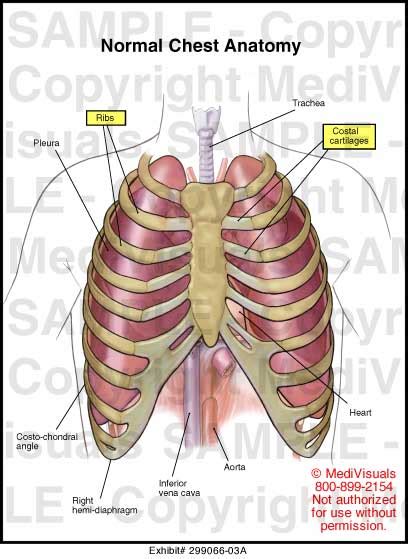 DIAGRAM Diagram Of The Chest MYDIAGRAM ONLINE