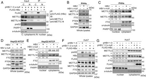 Figure From Hepatitis B Virus X Protein Recruits Methyltransferases