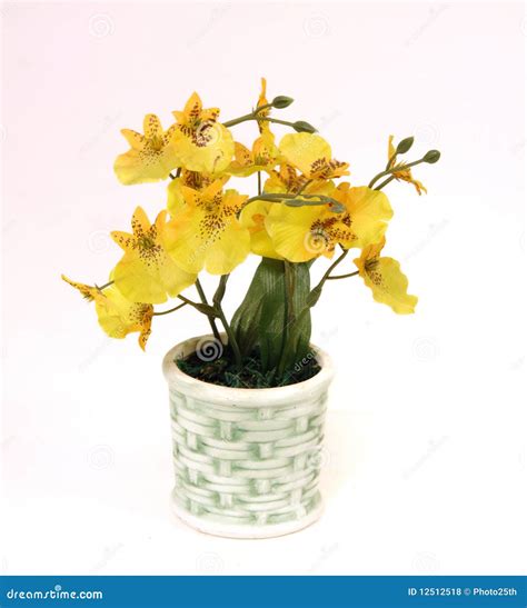 Yellow orchids stock photo. Image of fresh, tree, garden - 12512518