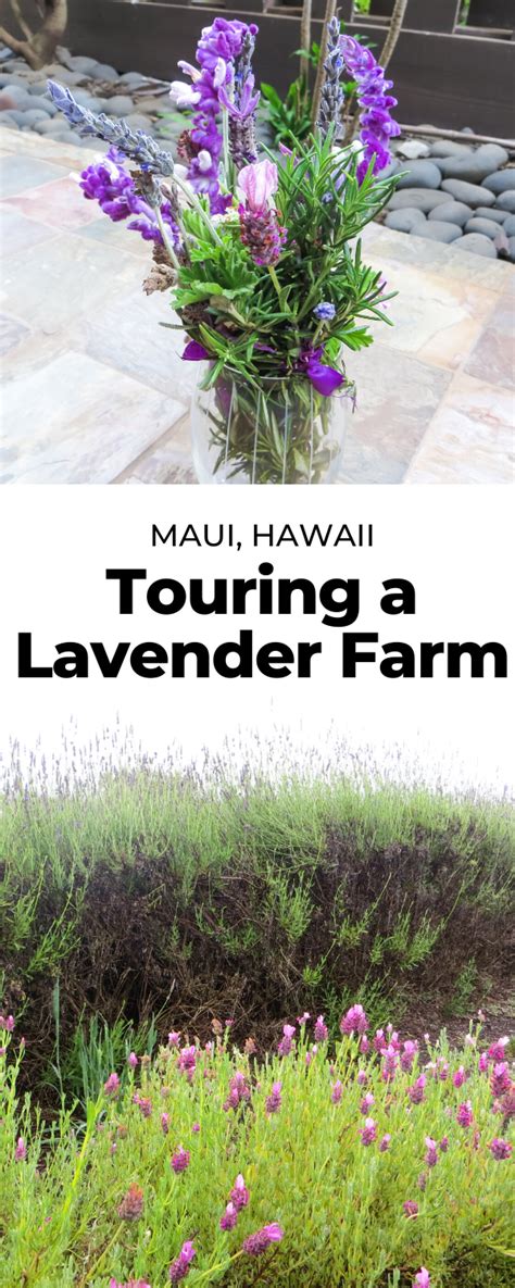 Ali'i Kula is a lavender farm I toured in Maui, Hawaii. The gardens are ...