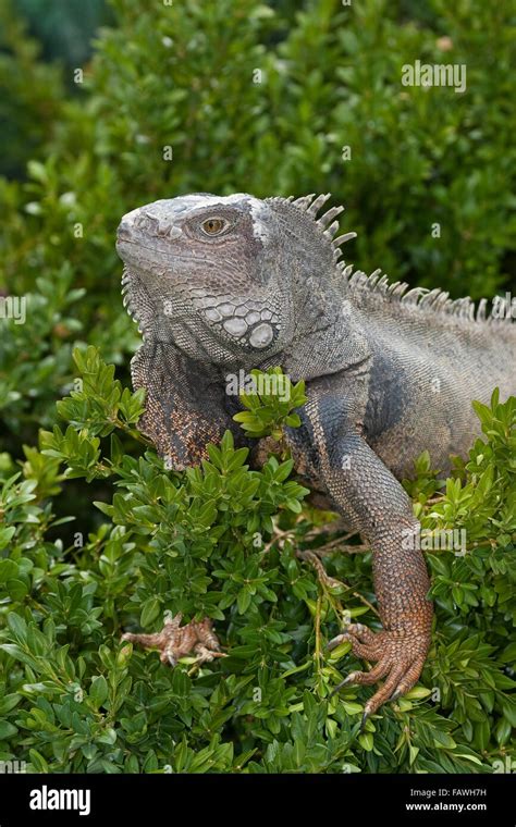 Green Iguana Common Iguana Gr Ner Leguan Iguana Iguana Leguane