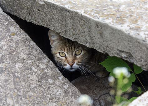 La Ville De Lisieux M Ne Une Campagne De St Rilisation Des Chats