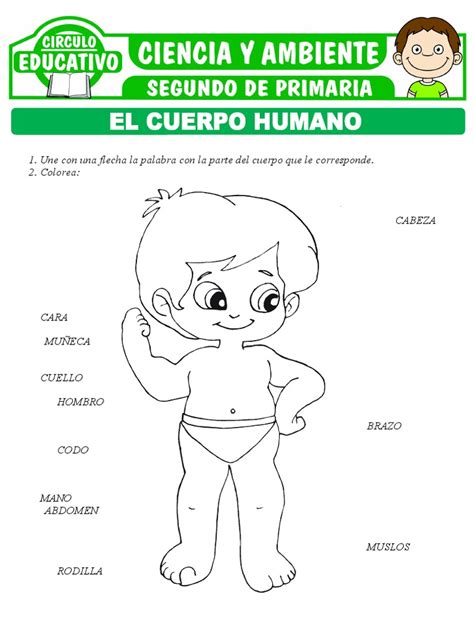 Partes Del Cuerpo Humano Para Segundo De Primaria Pdf Extremidades Anatomía Anatomía