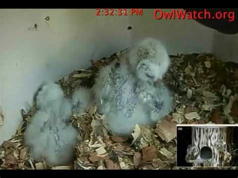 Owlwatch Barred Owls Ollie Busy Gertie Sleeping 2019 02 03 YouTube