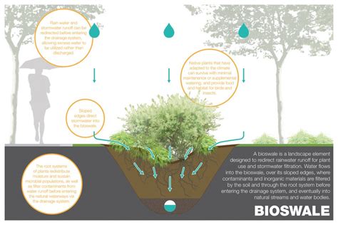 Digging Into Bioswales Ecologue